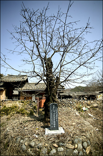 원정매의 지척에 있는 600년된 감나무 